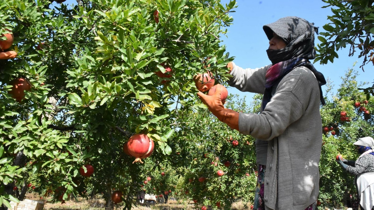 İzmir'de hicaz narında hasat dönemi