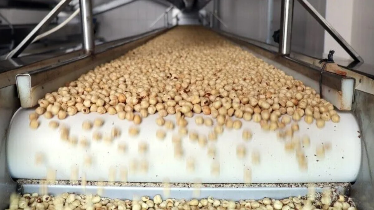 Türkiye'nin fındık ihracat geliri 1,9 milyar dolara ulaştı
