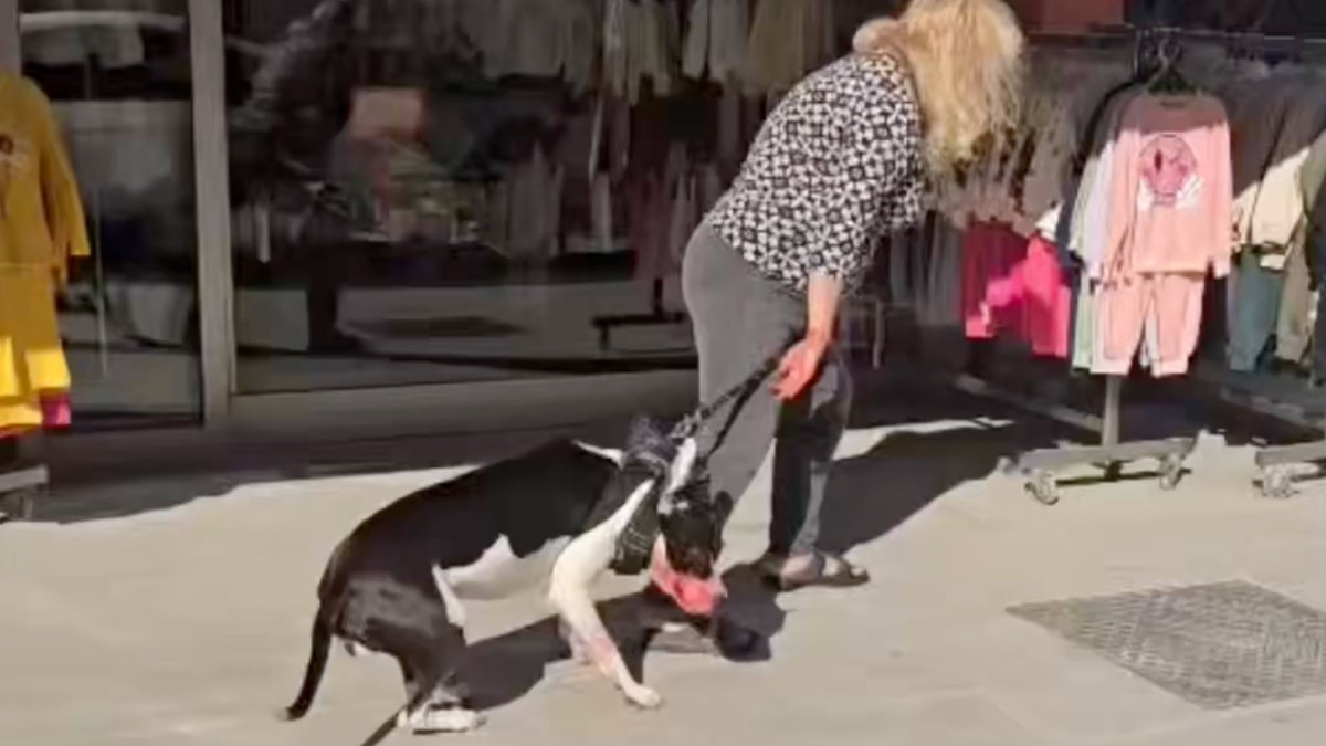 İstanbul'da ağızlıksız Pitbull kediyi parçaladı: Sahibi 'Lütfen yapma' diye yalvardı