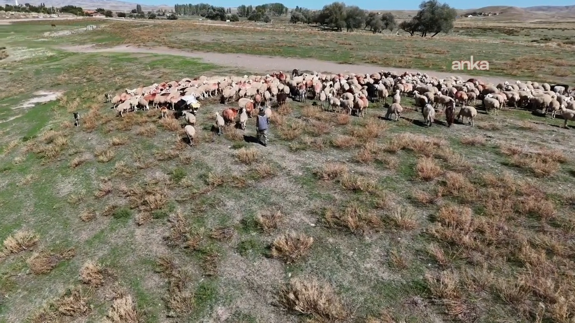 Çoban krizine "Afgan" çözümü